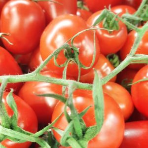 Pomodoro Piccadilly (Italia) (porzione da 500 gr.)