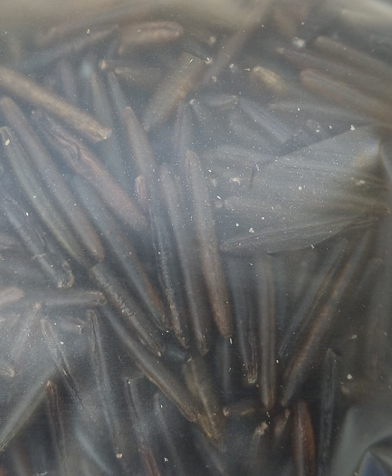 Riso nero selvatico biologico – Sacchetto da 200 grammi - immagine 2