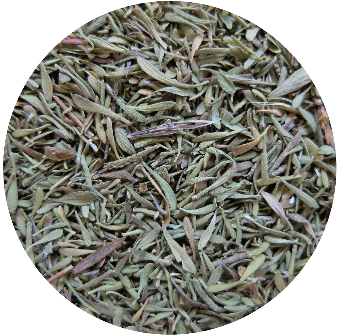 Sidea timo foglie – barattolo da 130 grammi