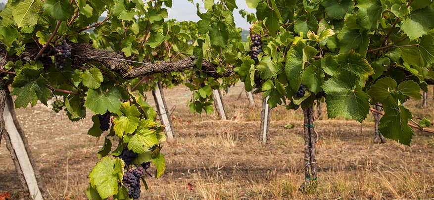 Riesling IGT PV- Bosco Longhino - immagine 3