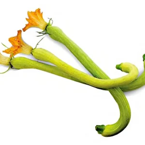 Zucchine trombetta
